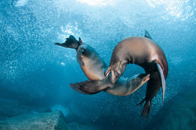 Gift voucher - Seal dive