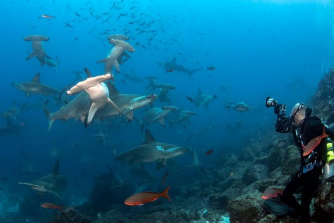 Diver filming a school of sharks underwater