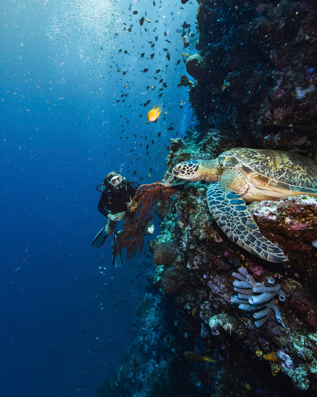 Deep diver course - 28th & 29th November 2026