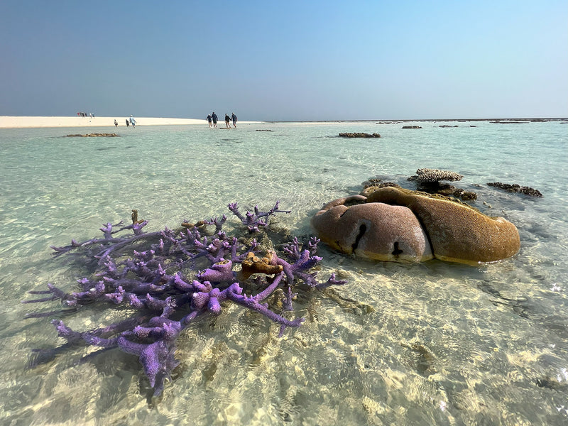 Dive Australia's hidden gem, Rowley Shoals, WA - 11th to 20th October 2027