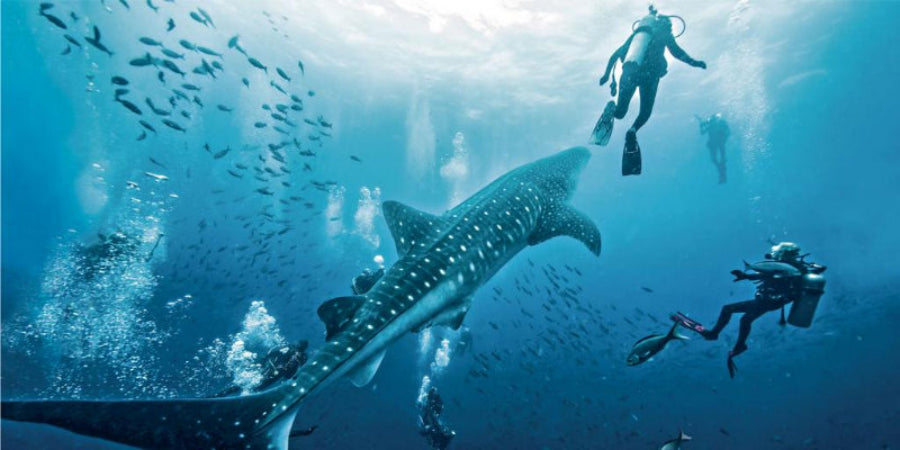 Whale shark swimming in the ocean with scuba divers nearby