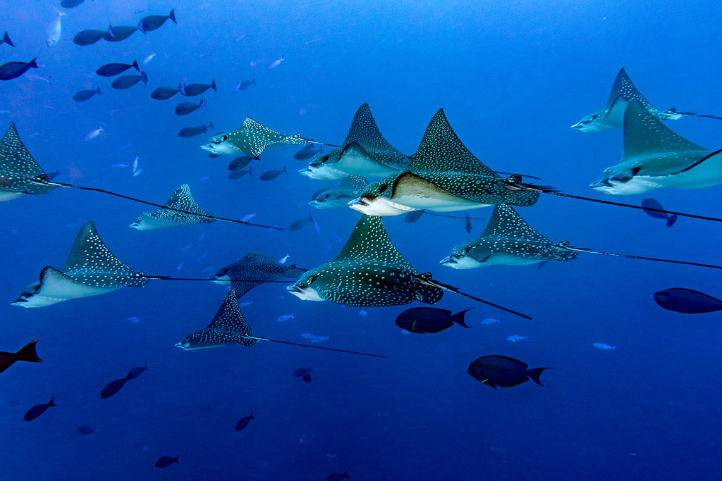 Dive Fuvahmulah & Gan, Maldives - 28th August to 6th September 2026 (deposit)