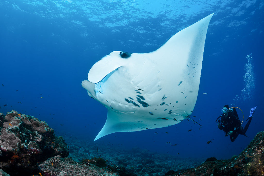 Dive Fuvahmulah & Gan, Maldives - 28th August to 6th September 2026 (deposit)