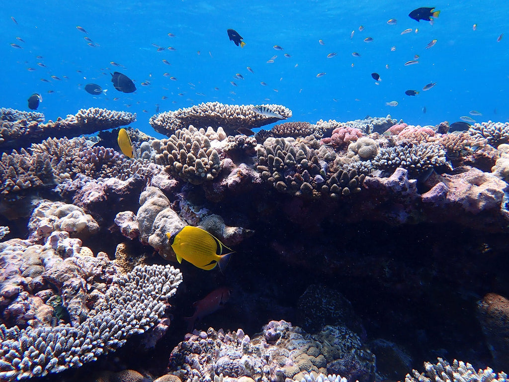 Dive Australia's hidden gem, Rowley Shoals, WA - 11th to 20th October 2027