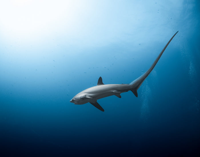 Dive Safari, Malapascua, Philippines - 1st to 12th March 2027