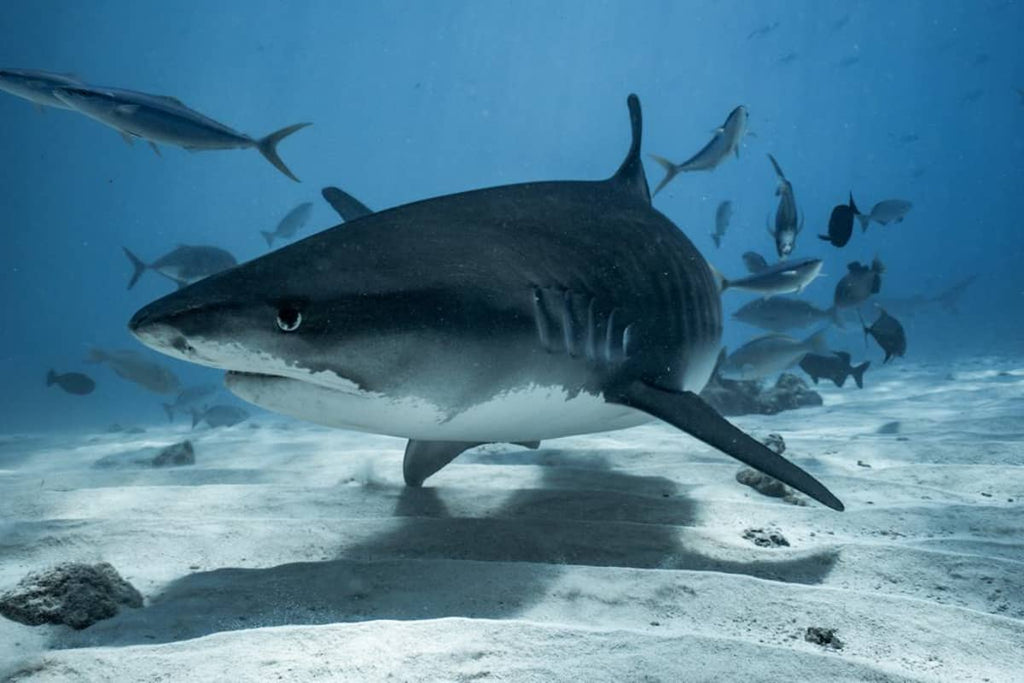 Dive Fuvahmulah & Gan, Maldives - 28th August to 6th September 2026 (deposit)