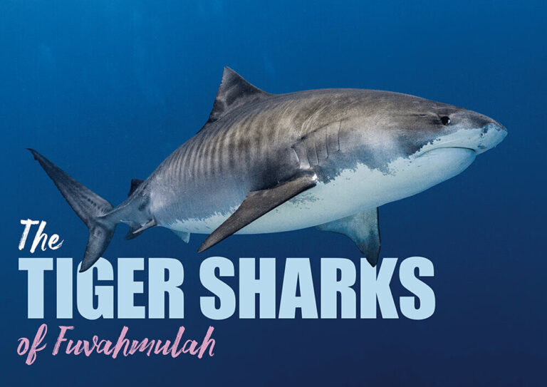 Dive Fuvahmulah & Gan, Maldives - 28th August to 6th September 2026 (deposit)