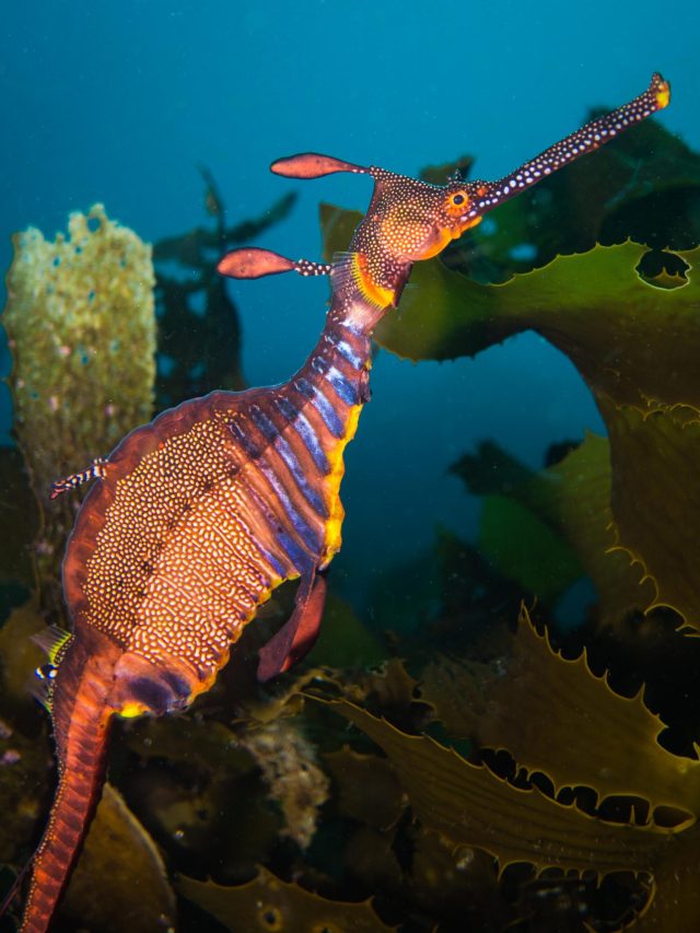 RIDE DIVE Tasmania - 23rd Feb to 2nd Mar 2024