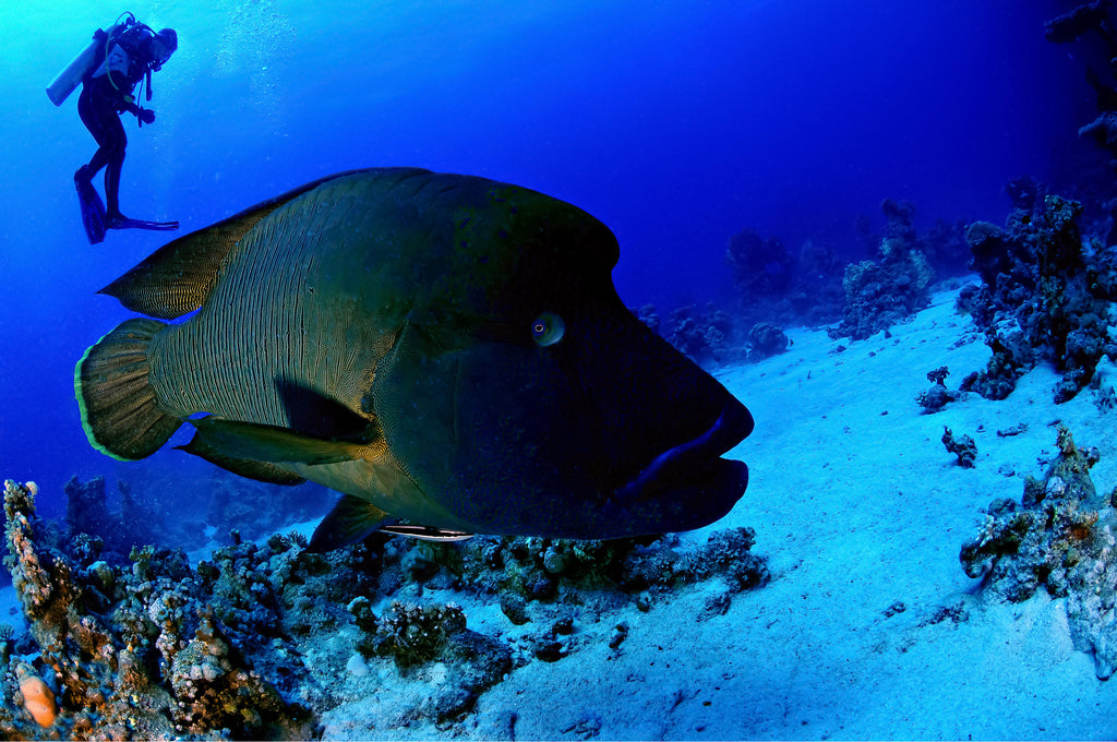 Dive Australia's hidden gem, Rowley Shoals, WA - 11th to 20th October 2027
