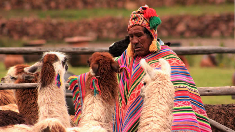 Man in colorful traditional clothing with llamas in a rustic setting