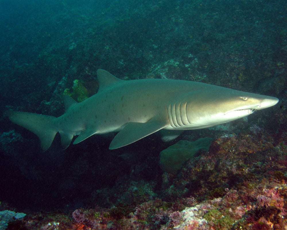 RIDE DIVE Southwest Rocks, NSW - ANZAC Day Long weekend, 23rd to 27th April 2020