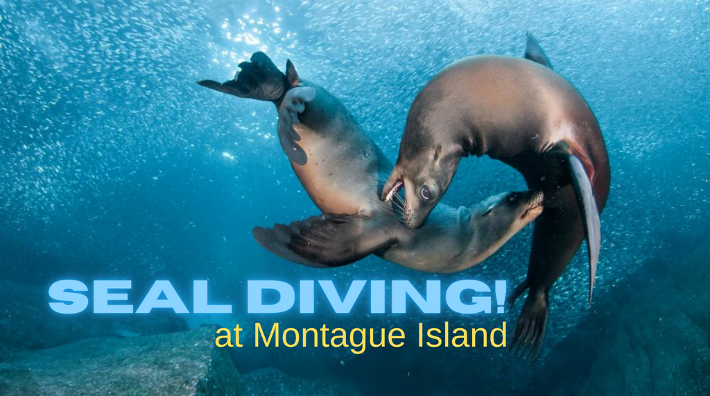 Seal dive at Montague Island - 7th May 2023